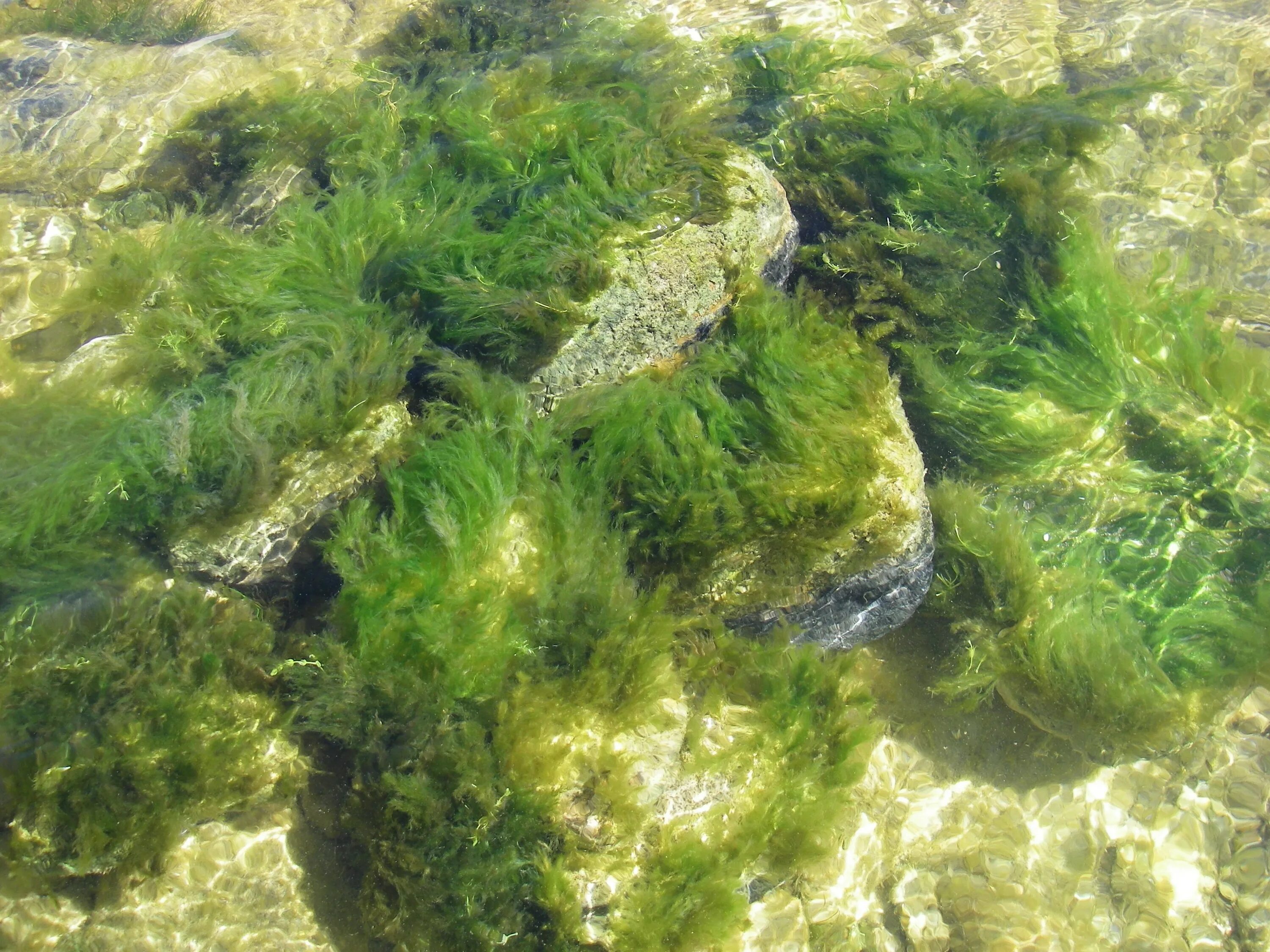 Какие водоросли образуют