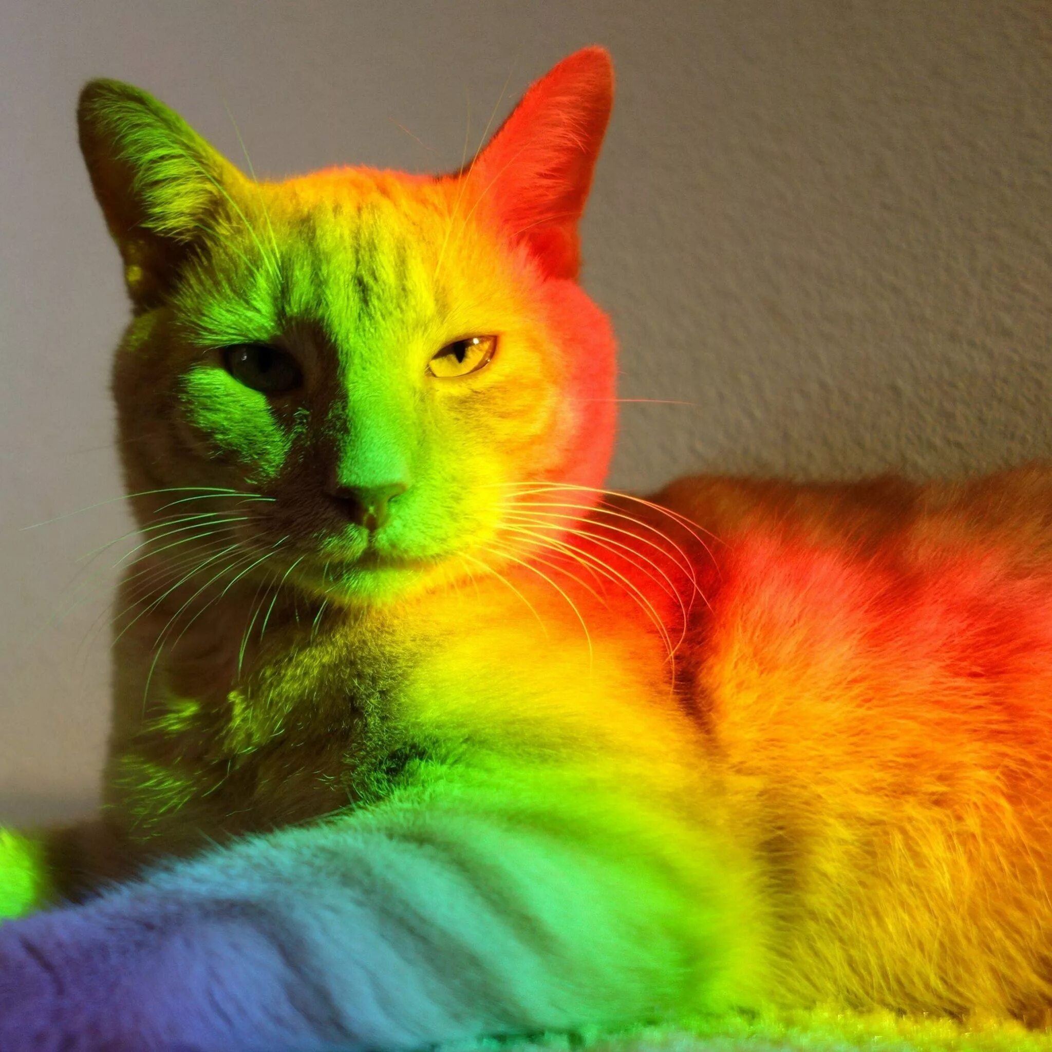 Котэ цвета и цифры. Котэ цвета и цифры