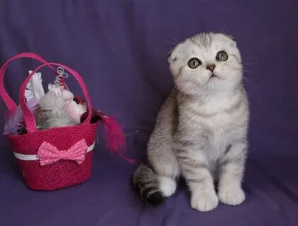 Продаю вислоухого котенка