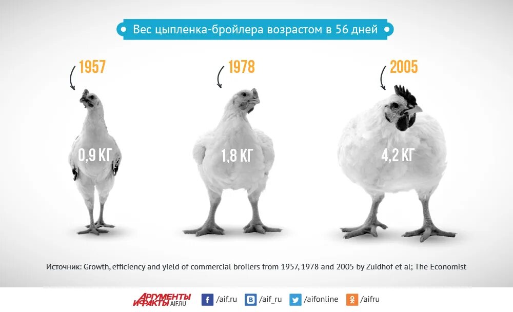 Вес цыпленка. Вес цыплят по дням. Цыпленок по сравнению с. Бройлер по возрасту.