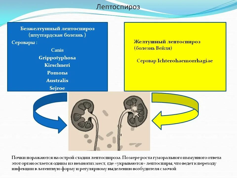 Лептоспироз у человека лечение. Лептоспироз возбудитель заболевания. Лептоспироз госпитализация. Препарат для терапии лептоспироза. Болезнь вейля лептоспироз.