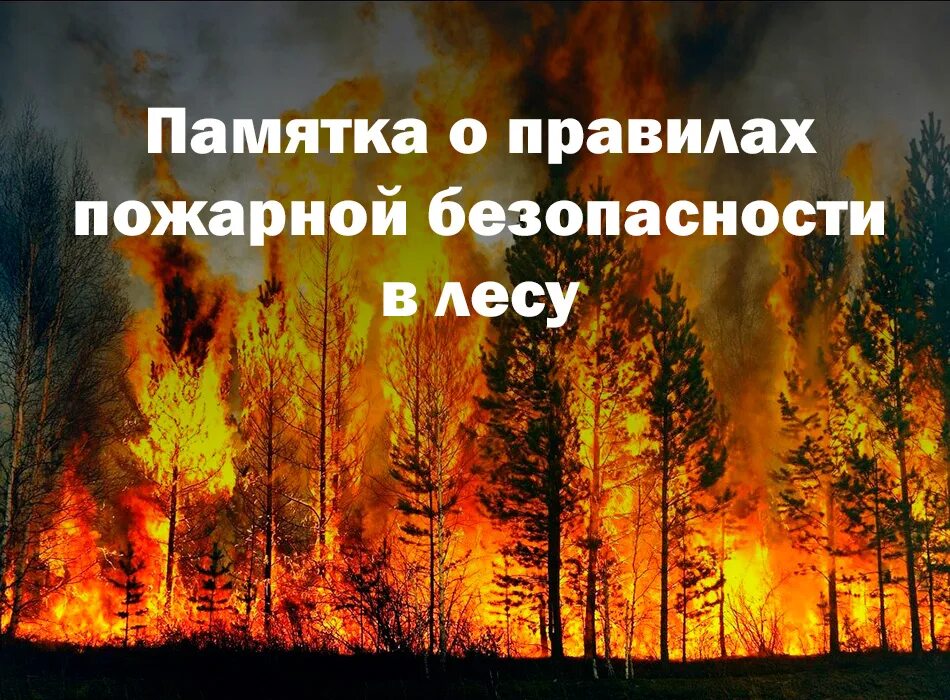 Пожарная безопасность в лесу. Правила пожарной безопасности в лесу. Плакат противопожарная безопасность в лесу. Пожарная безопасность в лесу картинки. Правил пожарной безопасности в лесах 2020