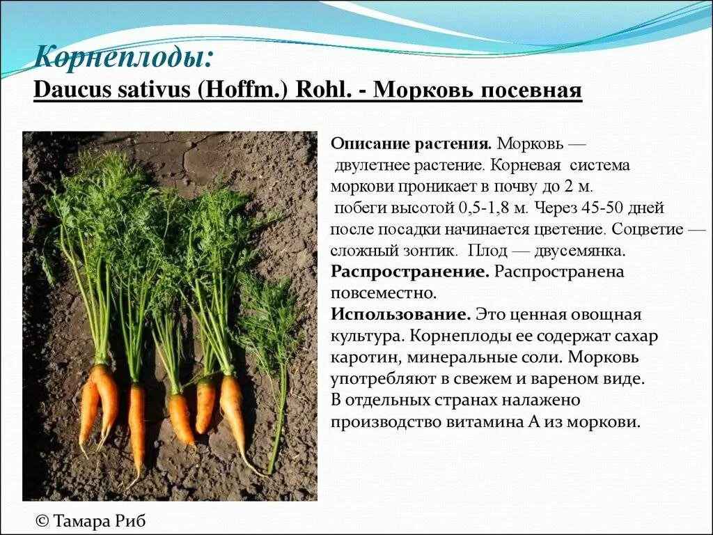 Сообщение про культурное растение 7 класс. Морковь культурное растение 3 класс. сообщение о культурном растении. описание моркови. описание культурного растения.