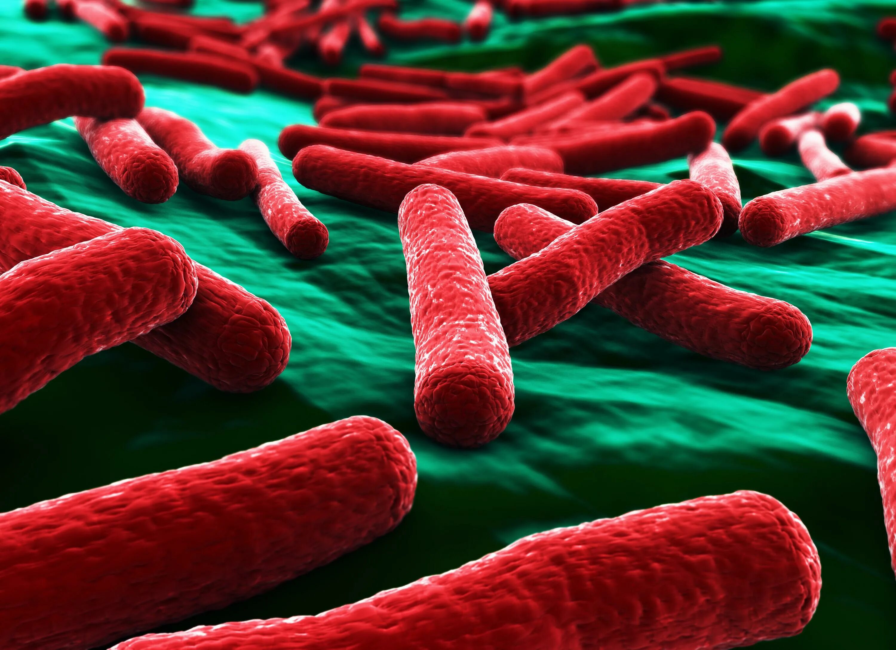 Микроорганизмы кишечная палочка. Бактерия Escherichia coli. Кишечная палочка Escherichia coli. Эшерихия кишечная палочка. Бактерия кишечной палочки Escherichia coli.