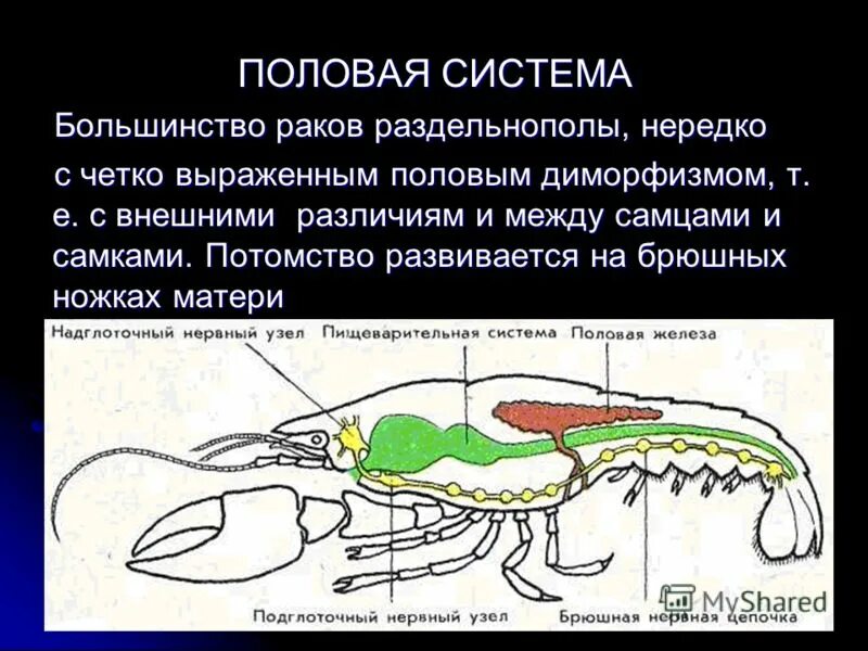 Развитие речного рака. Половая система ракообразных. Строение половой системы ракообразных. Строение половой системы у членистоногих. Членистоногие ракообразные строение.