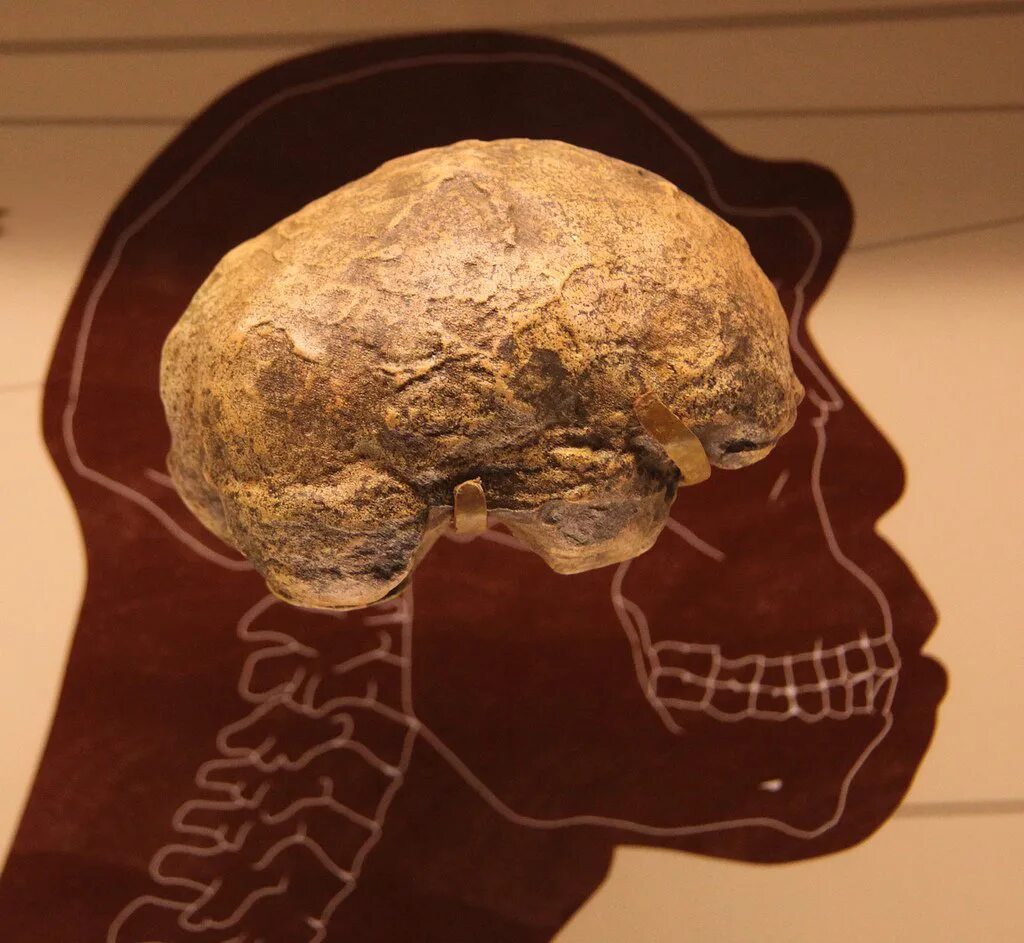 Homo habilis мозг. Хомо хабилис объем мозга. Мозг древнего человека и современного