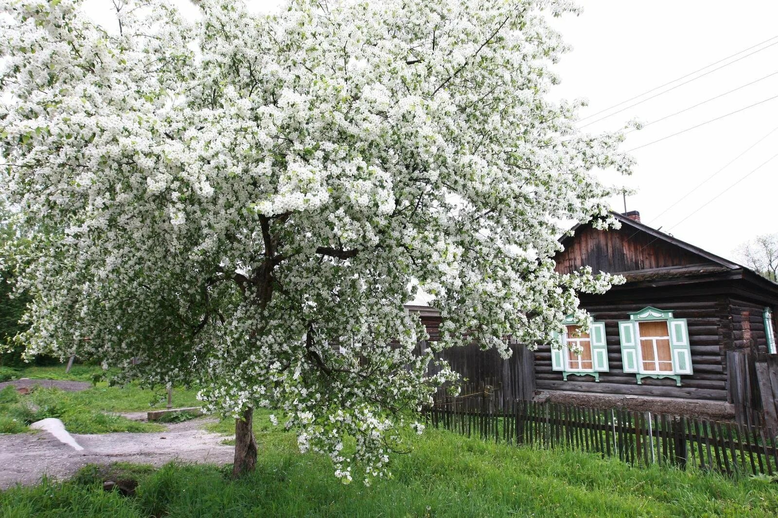 Черемуха кустарник. Село Константиново черемуха. Черемуха обыкновенная аллея. Дерево черемуха с вишней. Вишнева хата