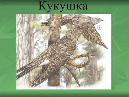 Изложение кукушка
