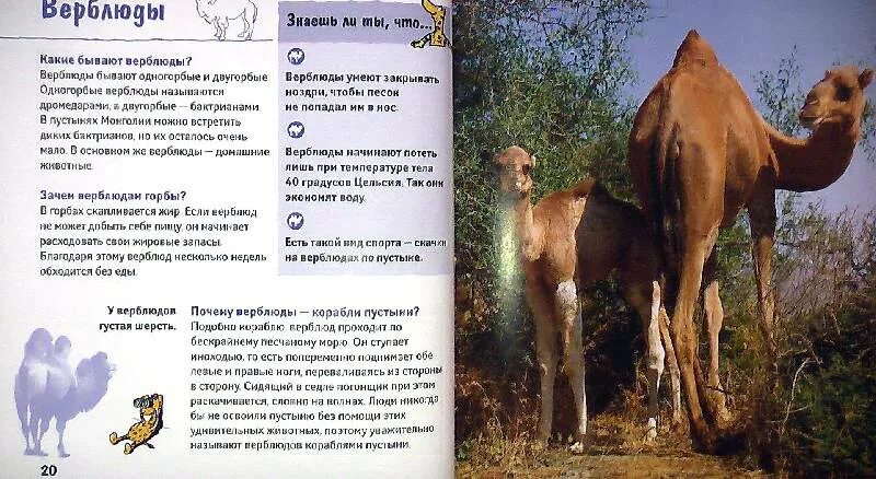 Придумай свои вопросы типа почему тигр полосатый. Книга почему тигры полосатые животные в вопросах и ответах. придумай свои вопросы такого типа почему тигр полосатый. придумать вопросы такого типа почему тигр полосатый. придумайте вопросы такого типа почему тигр полосатый.