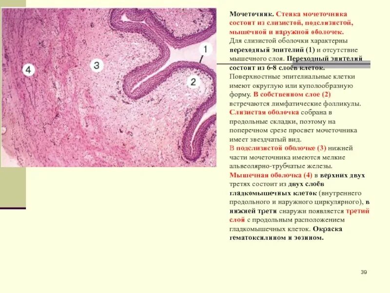 Слои мочеточника. Эпителий слизистой оболочки мочеточника. Строение мочеточника гистология. Мочеточник переходный эпителий препарат. Строение мочеточник быка гистология.