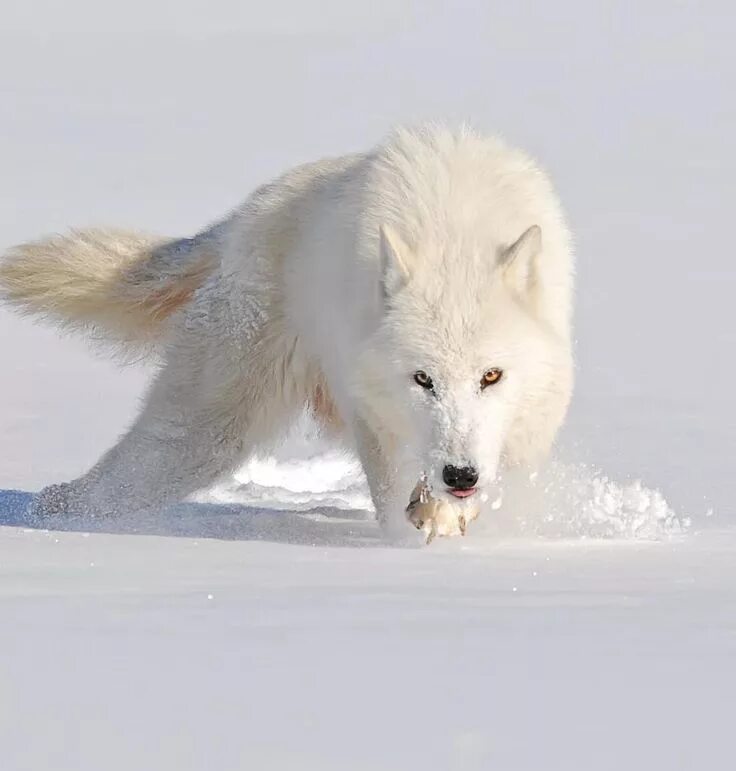 Как выглядит белый волк NATURE'S PAINTBOX Arctic wolf, Wolf dog, Beautiful wolves