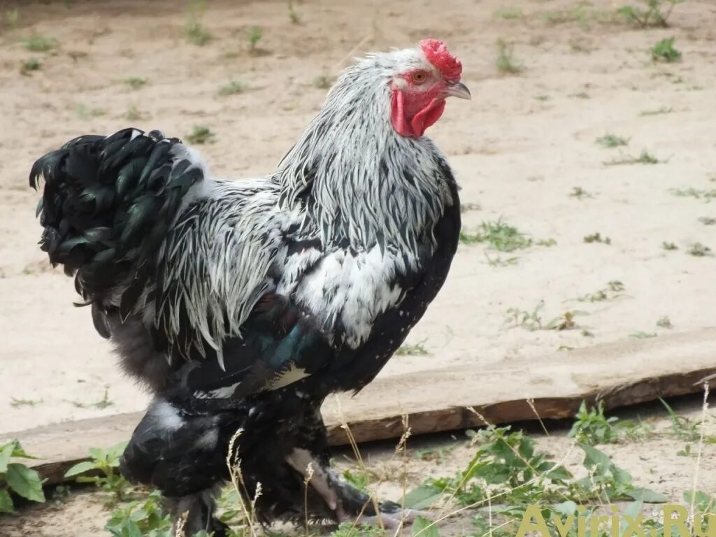 Петуха 7