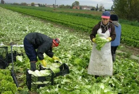 Какой сфере хозяйства занято большинство жителей италии