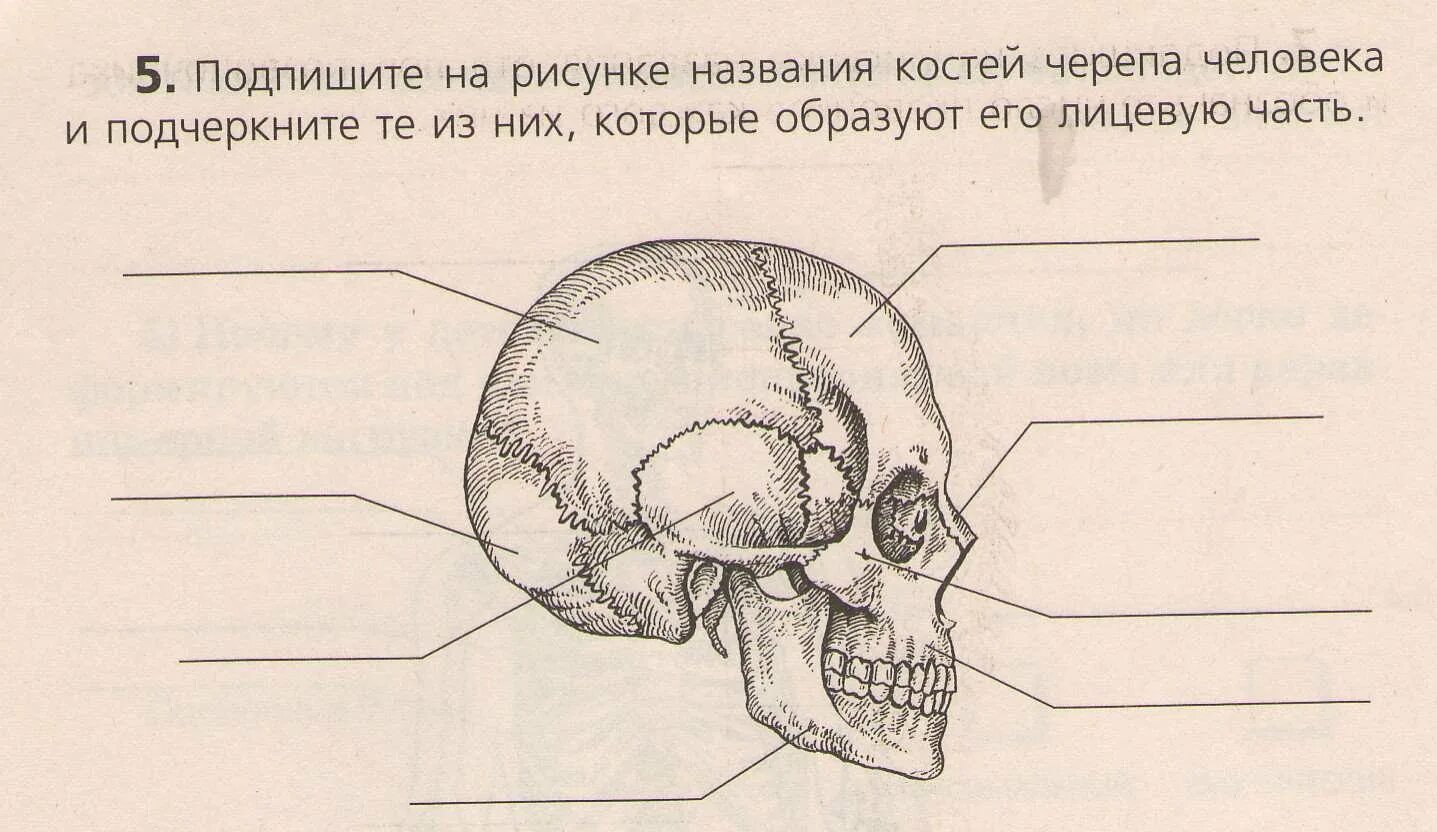 Скелет головы череп анатомия. Кости черепа человека 8 класс биология. Подписать кости черепа. Череп с подписями костей. Назови кости черепа