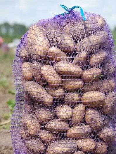 картофель, 1 кг. картофель мытый белый. удобрение для картофеля. картофель 1 кг продукты. картофель 1 кг продукты.