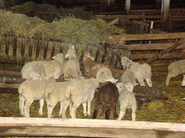 Пастбищно-стойловая система в овцеводстве. Содержание ягнят. Техас овцеводство. Кошарно-базовый метод выращивания ягнят. Овцефермы в австралии.
