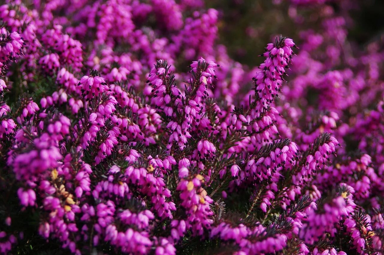 Вереск обыкновенный (Calluna vulgaris). Вереск обыкновенный Аллегро. Капский Вереск. Calluna vulgaris (Вереск обыкновенный) 'Firefly'. О ком плачем вереск