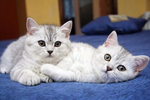 Красивая кошечка картинки