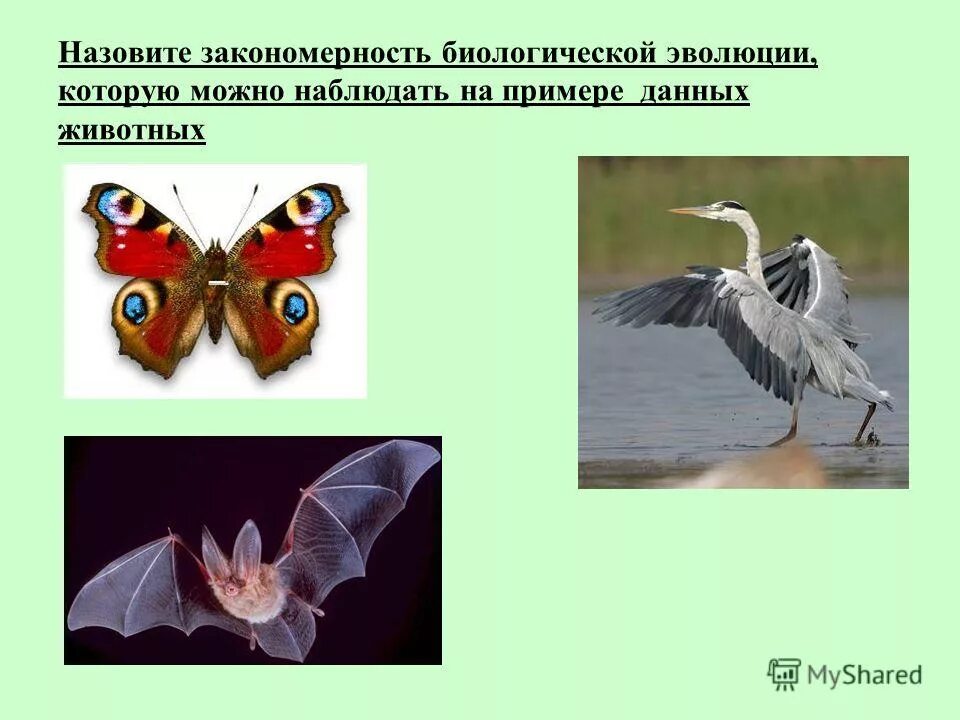 Закон всемирного тяготения примеры. Физические явления примеры. Р,π-сопряжение. Приведи примеры в которых наблюдается. Дивергенция 2) конвергенция.