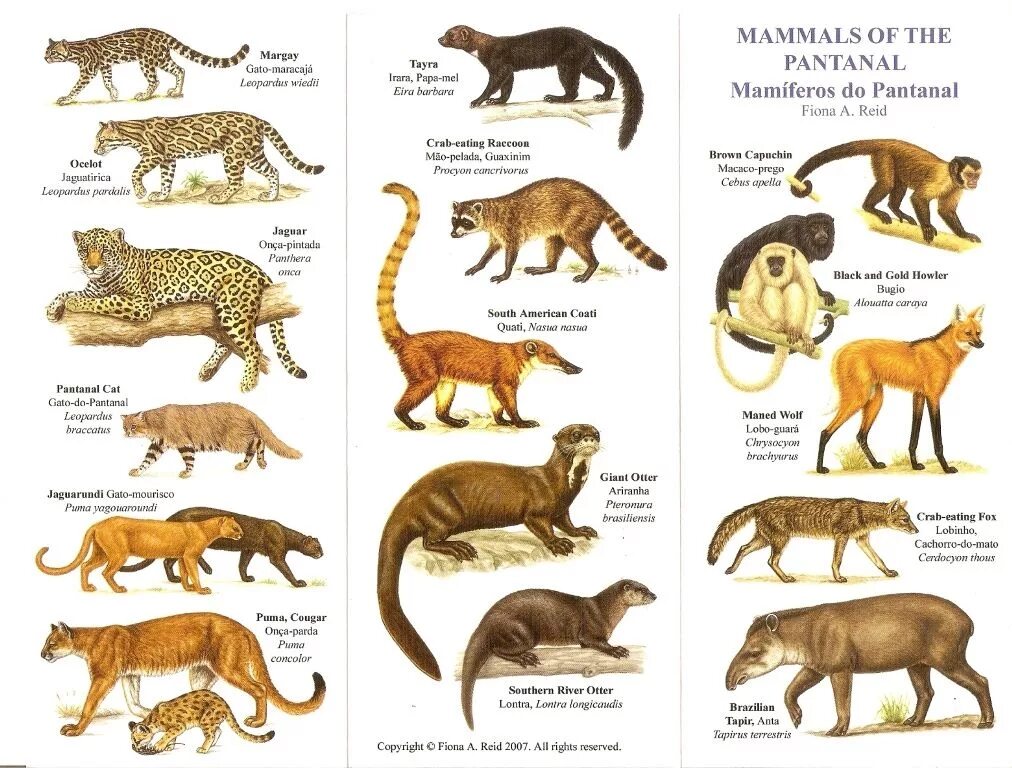 Три примера животных млекопитающих. Млекопитающих животных. Млекопитающие названия. Млекопитающие звери. Название всех млекопитающих животных.