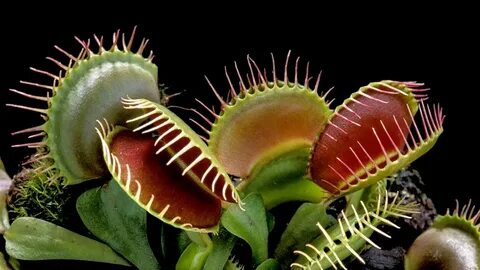 How Venus flytraps evolved their taste for meat Science AAAS Types Of Plant...