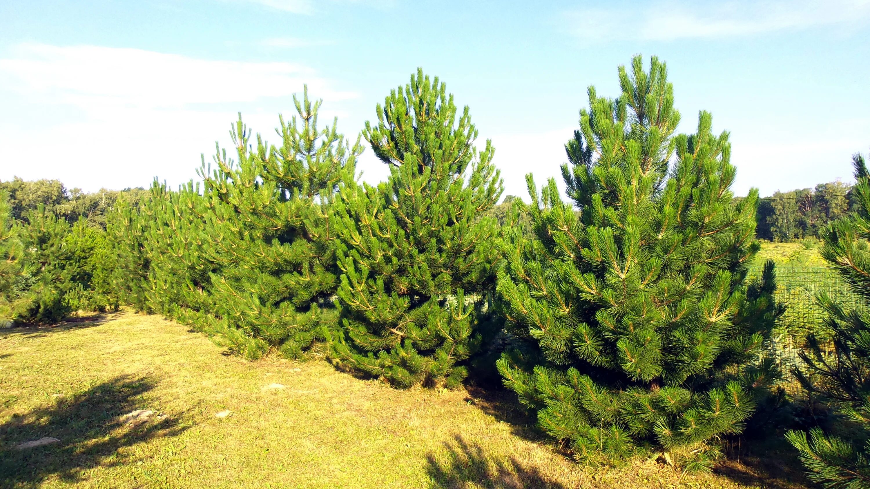 сосна черная (pinus nigra). сосна черная саммер бриз. сосна pinus nigra nigra. сосна pinus nigra. сосна черная глобоза.