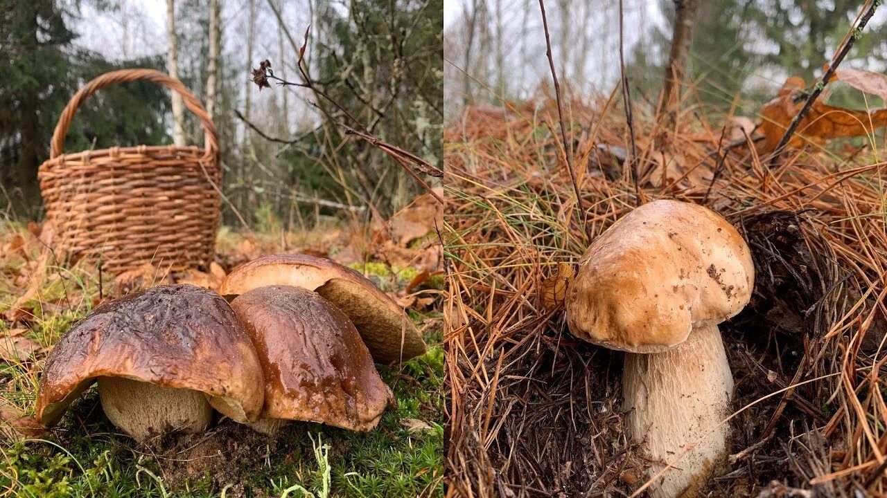 Первые грибы после зимы. Грибы осенние после заморозков. В Белоруссию за грибами. Малеурский национальный лес гриб.