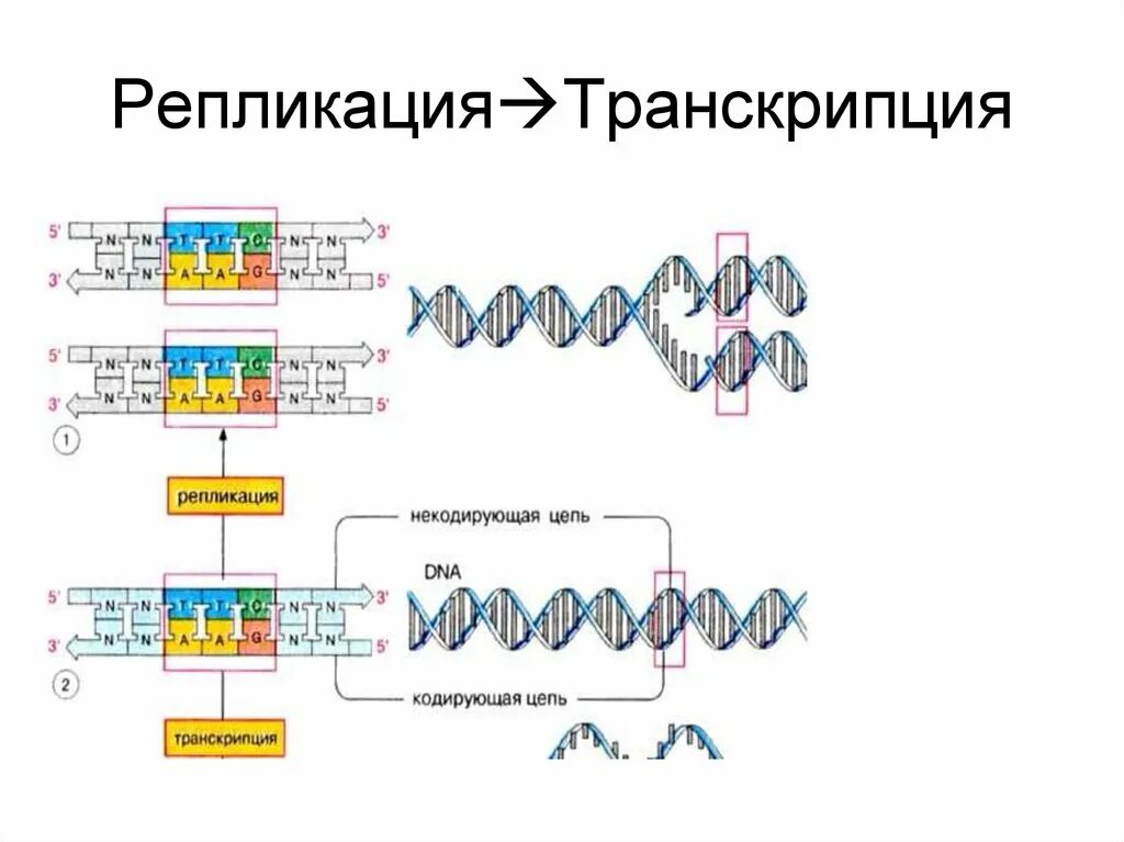 Смысловая цепь днк это. Репликация транскрипция трансляция таблица. Направление репликации транскрипции трансляции. Цепь ДНК репликация транскрипция. Процессы репликации транскрипции и трансляции.