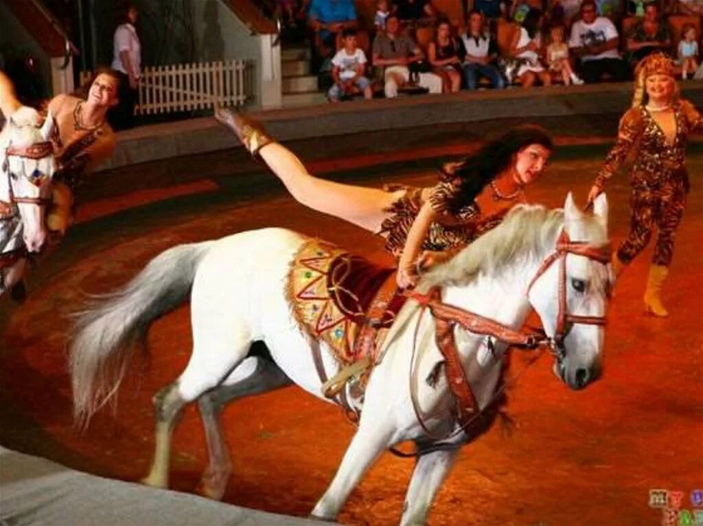 Дрессировщица цирка никулина кони. Цирковая лошадь. Лошади на арене цирка. Цирк лошади на арене. Лошади на арене цирка.