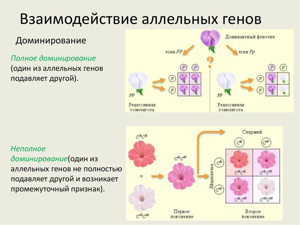 Взаимодействие аллельных генов. Аллельные и неаллельные взаимодействия. Механизмы взаимодействия аллельных генов. Типы взаимодействия аллельных генов 6.