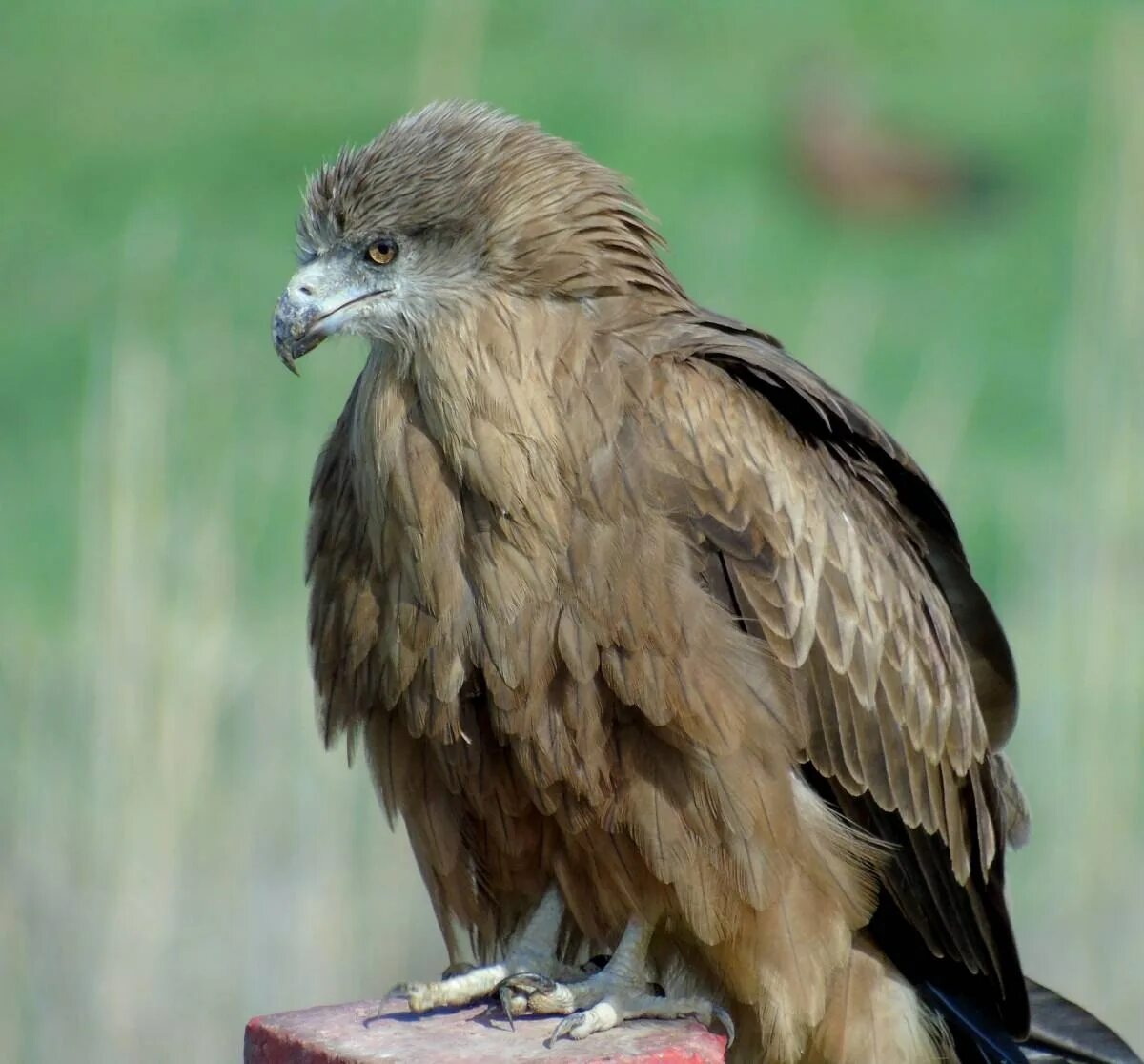 Коршун картинка. Черный Коршун Milvus Migrans. Коршун Чебуркуевский. Австралийский хохлатый Коршун. Чубатый Коршун.