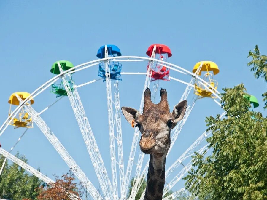 Схема парка солнечный остров в краснодаре. Солнечный остров краснодар зоопарк. Солнечный остров краснодар зоопарк. Краснодар зоопарк сафари. Зоопарк в краснодаре сафари парк.