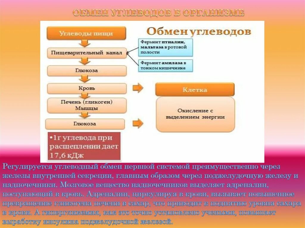 Метаболизм белков и углеводов