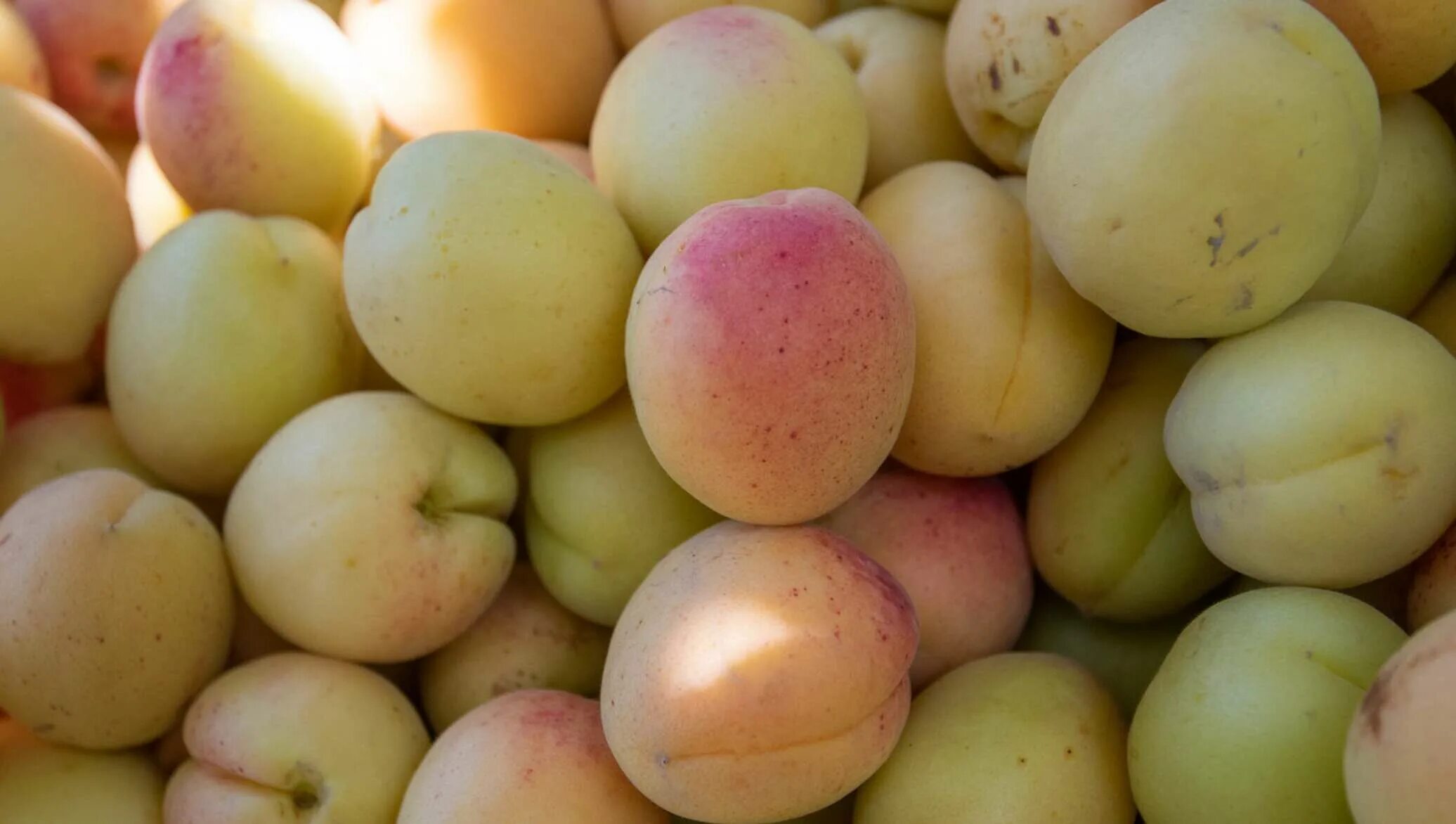 Армяне абрикосы. Армянский абрикос. Урюк дикий абрикос. Ананасовый абрикос. Армянские абрикосы шалах.