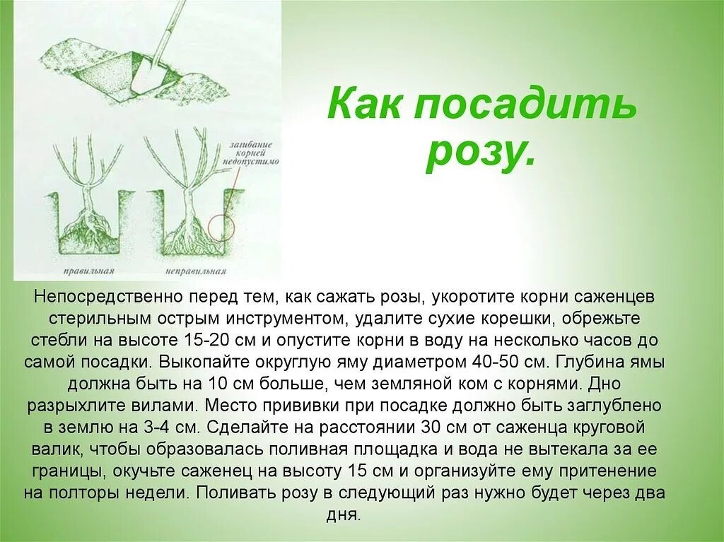 Посадка роз весной в открытый грунт. Как правильно сажать розы. Как правильно посадить розу. Правильная посадка роз весной.