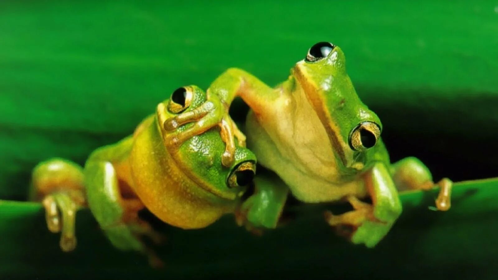 Время жабы. Анабиоз лягушки. Лягушка купается. Где живут лягушки. Лягушка для презентации.