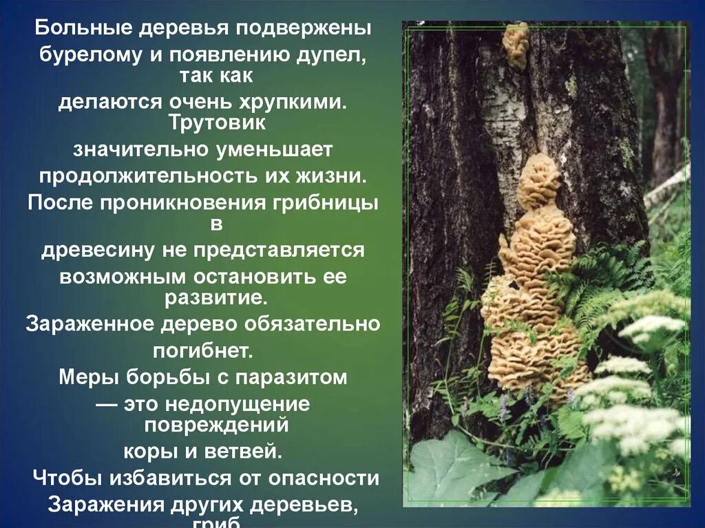 Сообщение на тему грибы паразиты. Трутовик гриб паразит. Гриб паразит трутовик сообщение. Сообщение о грибах паразитах. Грибы паразиты доклад.