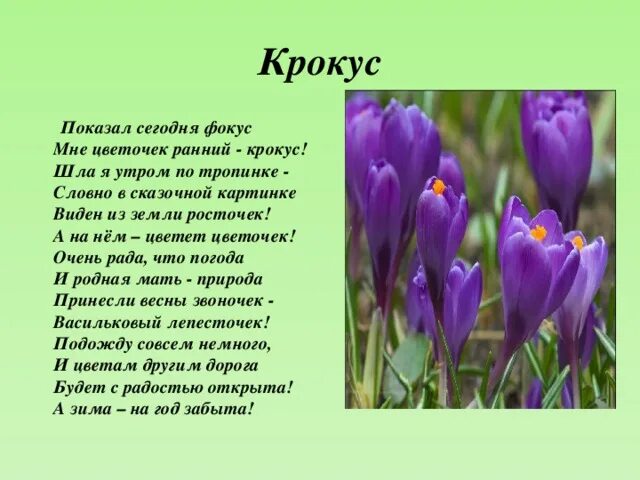 Крокус это только начало. Рассказ о Крокусе. Крокус символ чего. Покажи ещё крокусы. 7 Предложений мне цветочки.