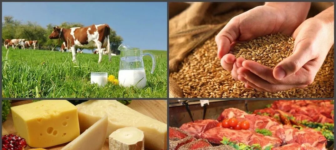 качества сельскохозяйственной продукции. промышленность и сельское хозяйство. качества сельскохозяйственной продукции. стандартизация и сертификация продукции. переработка продукции растениеводства.