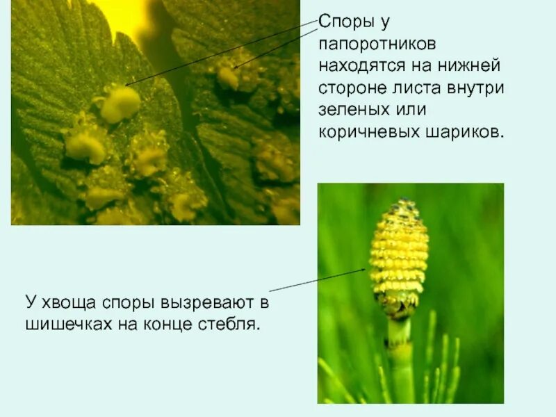 Что развивается в бурых бугорках. Спора хвоща. Споры на нижней стороне листа. Споры папоротников располагаютс