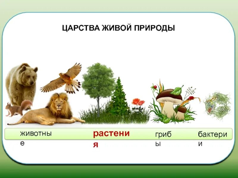 Царства живой природы. Царство живой природы растения. Царства живой природы животные. Царства живой природы животные растения грибы. Характеристика царств природы