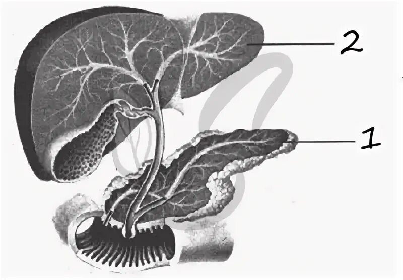 Самая крупная железа вырабатывающая желчь. На рисунке орган вырабатывающий желчь обозначен цифрой. Тест по биологии поджелудочной железы. Черная жёлчь в организме рисунок.