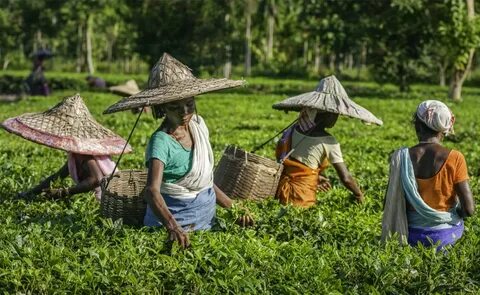 Assam