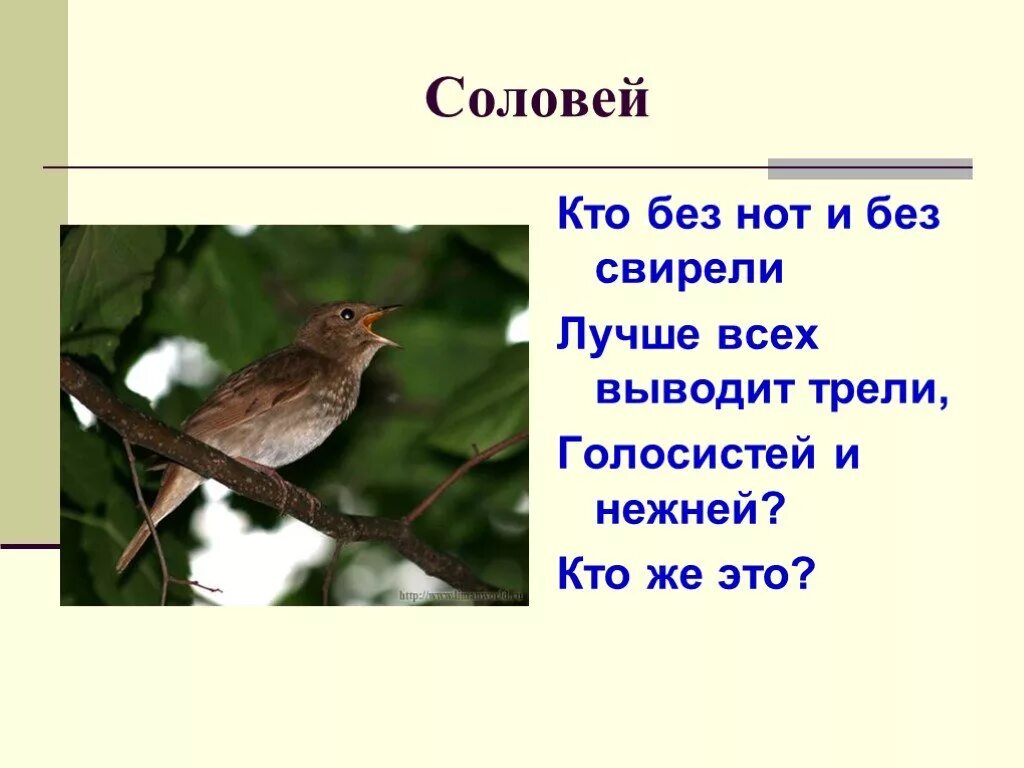 Соловей презентация. Загадка про соловья для детей. Детские загадки про соловья. Загадка про соловья