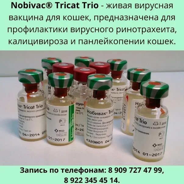 Вакцина tricat. Вакцина Nobivac Tricat + Rabies. Вакцина Нобивак Tricat Trio Rabies. Вакцина Нобивак трикет трио для кошек. Nobivac Tricat Trio vaccine.