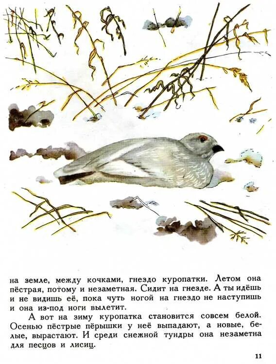 Утром куропатки проснулись разбор предложения. «вести из леса» в. Виталий бианки зимний теплый день. Книга зимы виталий бианки. Тип текста.