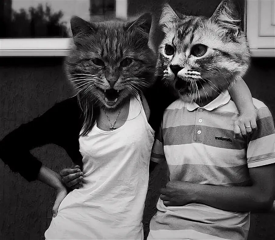 Adorable cats attract online fans with series of amusing portraits Cute cats, Ca