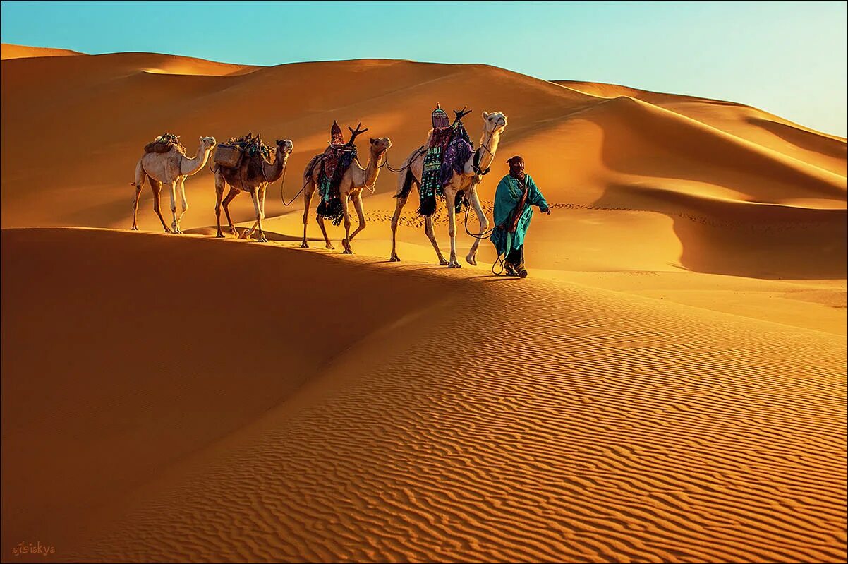 Пустыня побед. Собаки лают Караван идет. Верблюд в пустыне. Караван с верблюдами в пустыне. Собака лаяла Караван илет.
