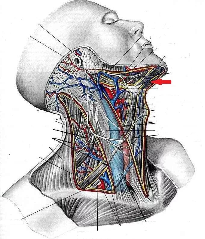 Лимфоузел в мышце. Лопаточно трахеальный треугольник шеи. Лопаточно подъязычный треугольник шеи. Сонный треугольник шеи топографическая анатомия. Строение мышц шеи спереди лимфоузлы.