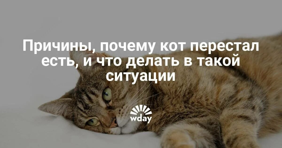 Почему кот кашляет и вытягивает. Кот кашляет причины и что делать. почему кот перестал есть. кот кашляет и хрипит. почему кот кашляет и хрипит.
